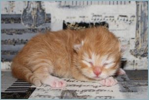 Male Siberian Kitten from Deedlebug Siberians